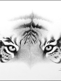 Tiger - Geat Eyes