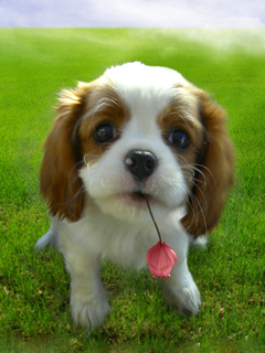 Cute Puppy - Hmm...seeing to me.