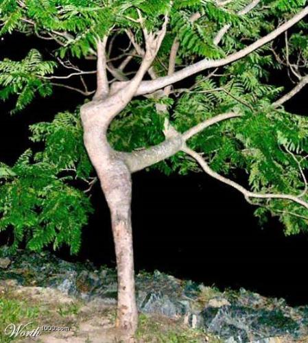 Dance baby dance!!! - its a photograph i collected from somewhere ... its cool one ... its a real photograph of plant seems like dancing girl.