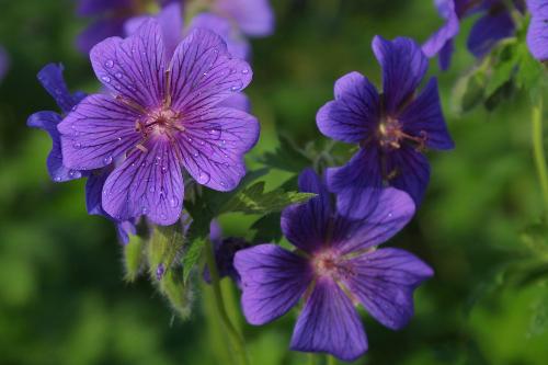 Flowers - Purple flowers