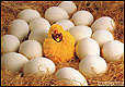 Chicken and eggs - chicken and eggs