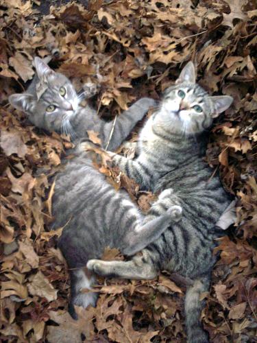 Heres my cats ozzy and Joey - These are the outdoor cats Ozzy and Joey. There playing in the leaves.