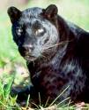 panther - This panther is awesome looking.