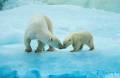 polar bears - This is a mommy and her cub. They are cute.