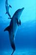 dolphins - Some more dolphins like what I used to swim with in Florida.