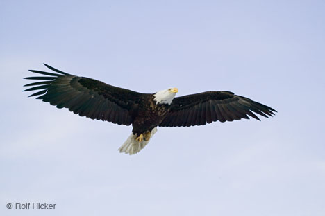 eagle - eagle