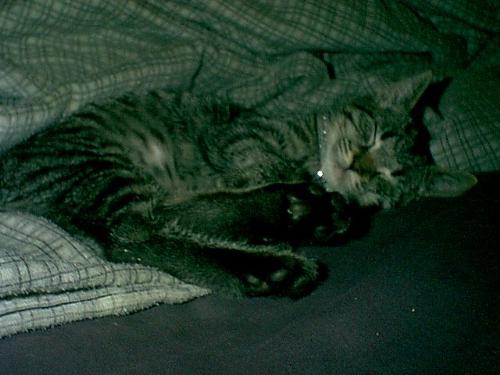 Sleeping kitty - This is Tabby asleep.