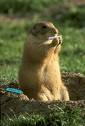 High Hamster - I thought this was cute. It is a doobie rolling hamster.