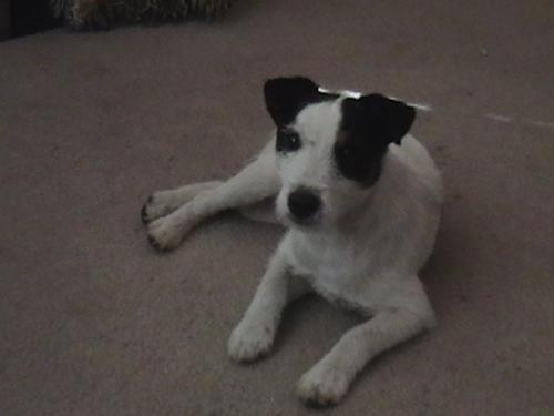 Tobey - My 1 year old dog Tobey. He is a jack rusell terrier....so cute!