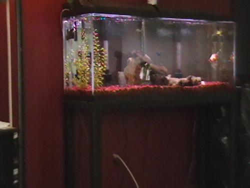 My Fish - My large fishtank.