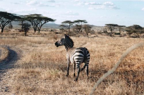 zebra - This is a zebra photo from africa.