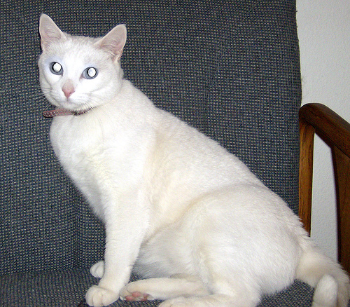Allison pt. 2 - Allison just sitting in the chair being lazy.