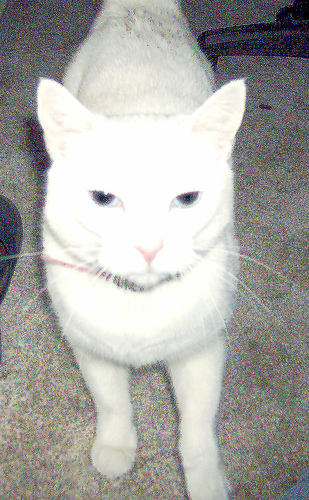 Allison pt. 5 - Allsion standing up just looking at the camera.