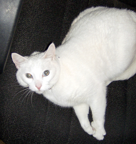 Allison pt. 6 - Allison lounging in the chair she's spoiled.