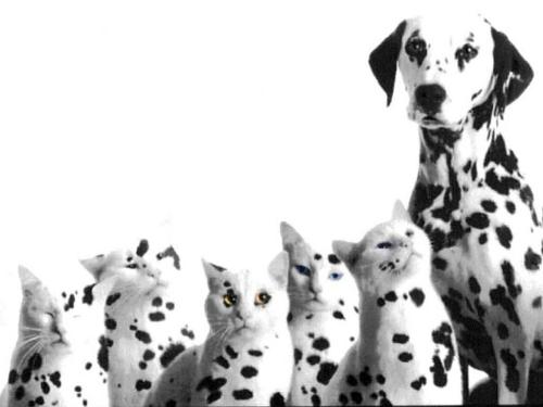 dogs - Dalmatians