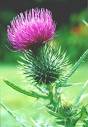 SCOTTISH THISTLE - One of the many Symbols of SCOTLAND :)