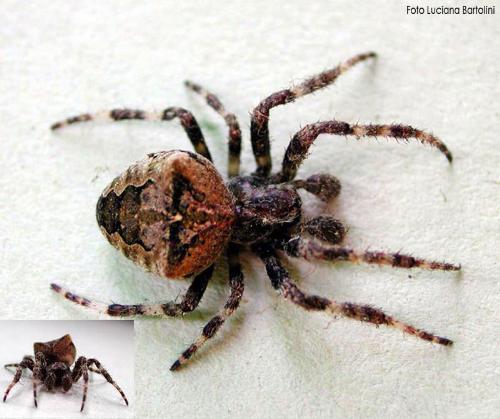 spider - dangerous spider
