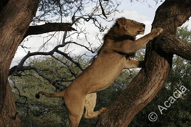 Male lion climbing up a tree - Here's is a picture of a male lion climbing up a tree.
