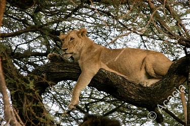 Female lion relaxing in a tree - Here's a female lion just lounging about in a tree.