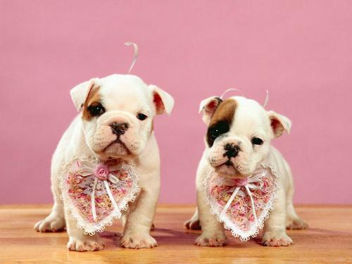 Bulldog - Bulldog