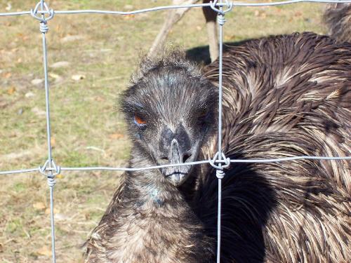 emu - Emu