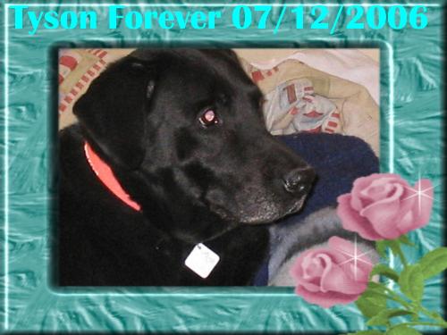 Tyson - Tyson passed away not so long ago. He was our baby and grew up with my husband. He was protective and loyal. We miss and love him very much