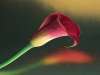 Lovely flower - Lovely flower