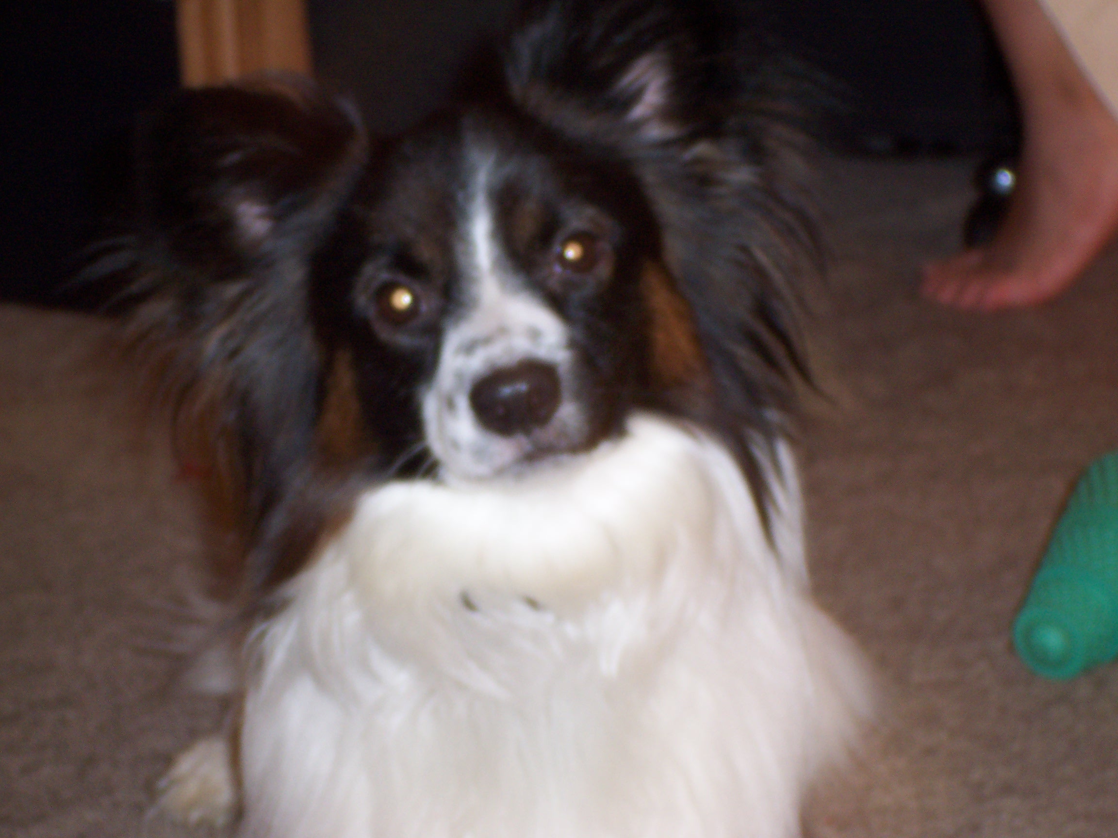 Pet pictures - Post your pet pictures here.......  This is our Papillion, he is 5 yrs. old. His name is Patches and he is quite a character.  He can perform many many tricks, tells us when it is time to eat, go out to do his business, and has a very unique trick where we tell him to whisper and he barks very softly, more of an ooof than an actual bark. Please feel to describe your pets as well. Thanks.