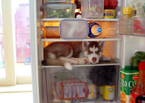 dog in refrigerator - He thought it was his dog house with aircon full of foods for him.
