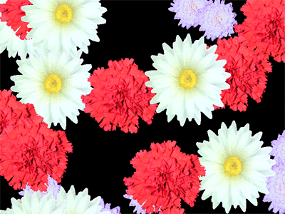 Flowers - Flowers