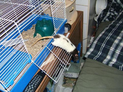 Rat - Here is a picture of my rat. Her name is Fancy, I have had her for about a month now. She was my brothers rat, and she is now a little over a year old.