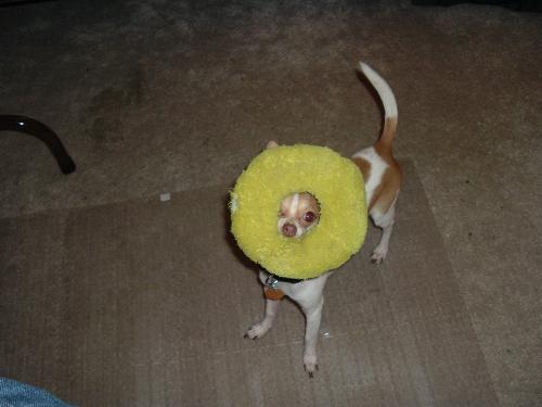 Chico at Play - Here's another photo of Chico with his favorite toy. Every time he holds his toy like this I just bust out laughing...sure does put a smile on my face...:)