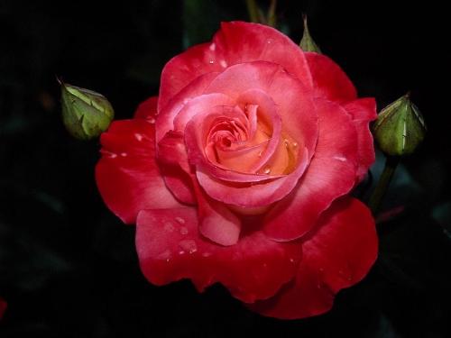 The Red ROSE - This one's 4 'm b'loved
