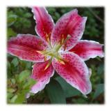 Tiger Lilly - Tiger Lilly