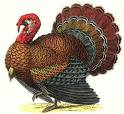 thanksgiving turkey - Yup