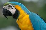 PETS - PARROT