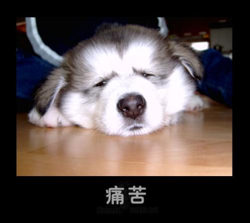 dog3 - dog3