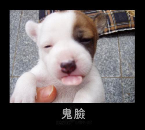 dog4 - dog4