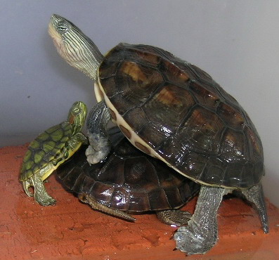 tortoise - three lovely tortoises