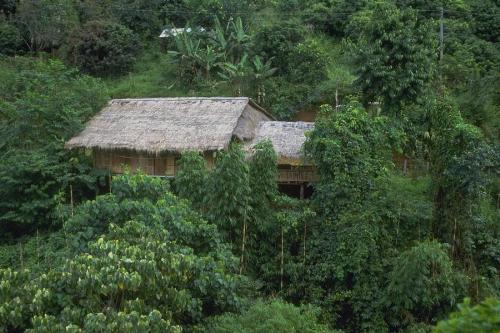 Forest - Indian forest with hill orientation. Most naxal problamatic.