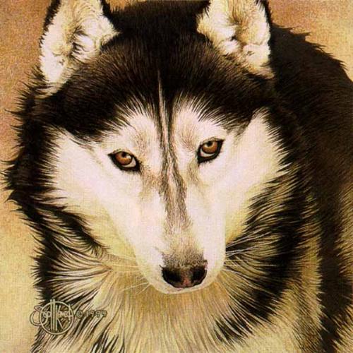 syberian husky - a beautiful dog...
