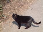 black cat - black cat