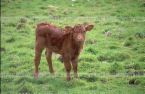 calf - calf