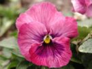 Pink Pansy - Pink Pansy