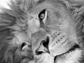Lion - The king of the jungle.