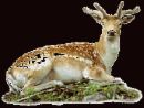 stag - A stag in the forest