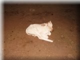At Srisalam we saw this cub and took pic from tat  -  Srisalam we saw this cub and took pic from tat time every body stated