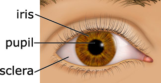 EyeExternal - Anatomy of the Human Eye !