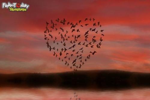 birds drawing a heart - The birds 've drawn a heart.