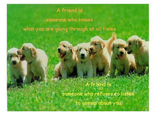 cute - I love these cute little pupps, any girl would die for them